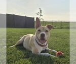 Small #28 American Pit Bull Terrier Mix