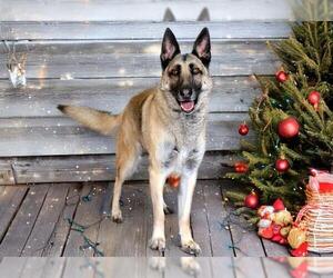 German Shepherd Dog Dogs for adoption in West Valley, UT, USA