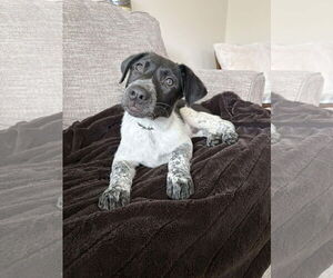 Pointer-Unknown Mix Dogs for adoption in Rockaway, NJ, USA