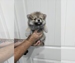 Puppy Puppy 2 Pomeranian