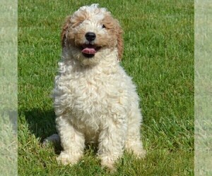 Poodle (Standard) Puppy for sale in SHIPPENSBURG, PA, USA