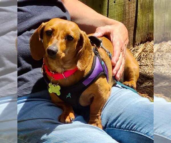 Medium Photo #6 Dachshund Puppy For Sale in Kennesaw, GA, USA