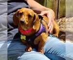 Small #5 Dachshund