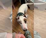 Small Bull Terrier Mix