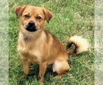 Small Border Terrier-Pug Mix