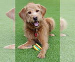 Small #3 Goldendoodle