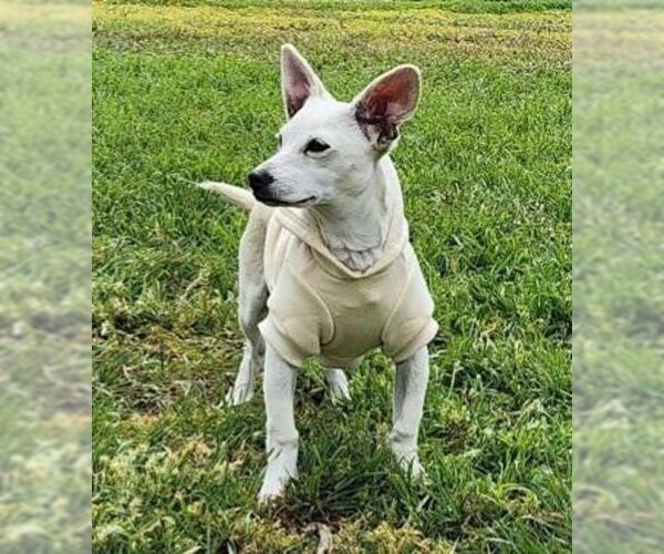 Medium Photo #6 Chiweenie Puppy For Sale in Chino Hills, CA, USA