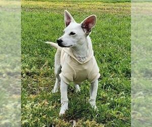 Lucky Zero - Male Chiweenie Dog for Adoption - Photo #6