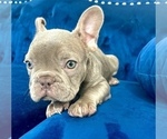 Small Photo #19 French Bulldog Puppy For Sale in DETROIT, MI, USA