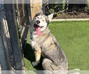 SHEENA - Female Siberian Husky Dog for Adoption - Photo #2