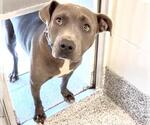 Small #2 American Pit Bull Terrier