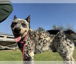 Texas Heeler Dogs for adoption in Riverside, CA, USA