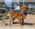 Small Pomeranian Mix