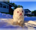 Puppy Pink Male 1 Pekingese