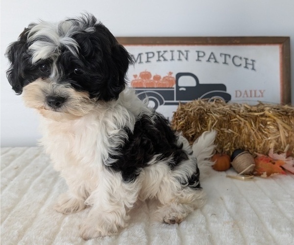 Medium Photo #3 ShihPoo Puppy For Sale in GOSHEN, IN, USA
