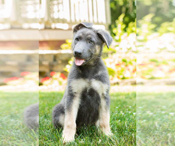 Medium Photo #1 German Shepherd Dog Puppy For Sale in GOSHEN, IN, USA