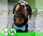 Small #8 Rottweiler