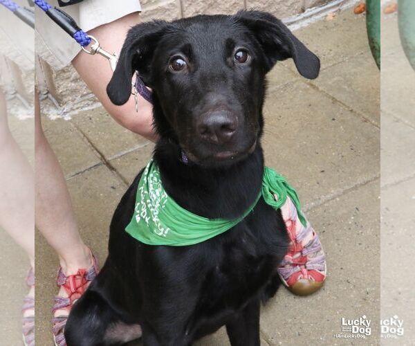 Medium Photo #2 Labrador Retriever-Retriever  Mix Puppy For Sale in Washington, DC, USA
