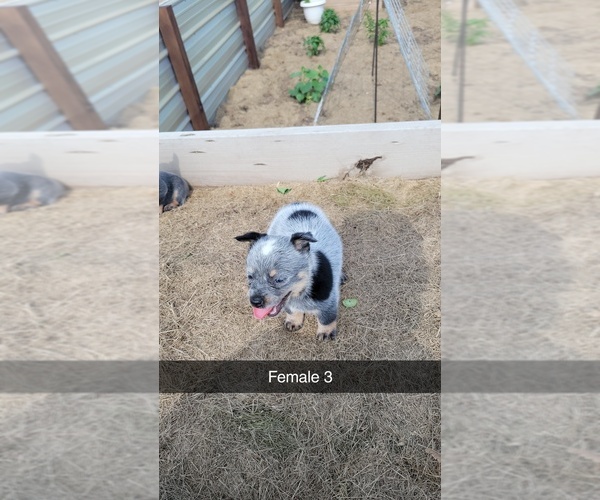 Medium Photo #3 Australian Cattle Dog Puppy For Sale in SHIPSHEWANA, IN, USA