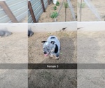 Small #2 Australian Cattle Dog