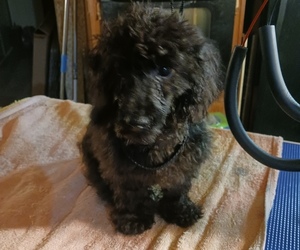 Poodle (Toy) Puppy for sale in PELL CITY, AL, USA