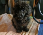 Small Poodle (Toy)