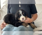 Small Photo #3 Bernese Mountain Dog Puppy For Sale in BERLIN, NJ, USA