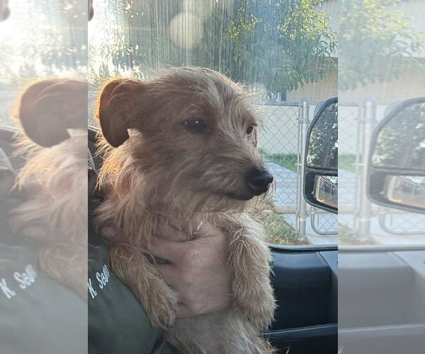 Medium Photo #4 Dachshund-Unknown Mix Puppy For Sale in Grafton, WI, USA