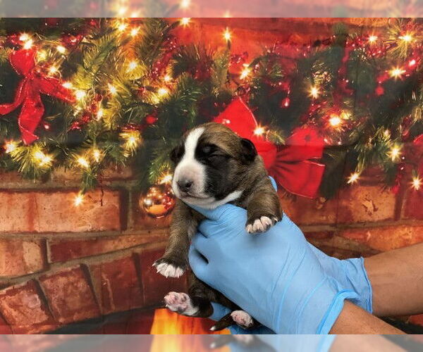 Medium Photo #1 Mutt Puppy For Sale in San Bernardino, CA, USA