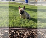 Puppy 1 French Bulldog
