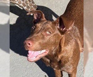 Labrador Retriever-Unknown Mix Dogs for adoption in Canton, CT, USA