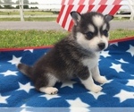 Small Photo #16 Alaskan Klee Kai Puppy For Sale in WINCHESTER, OH, USA