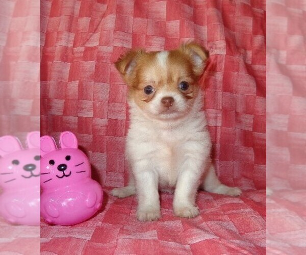Medium Photo #12 Chihuahua Puppy For Sale in SAINT AUGUSTINE, FL, USA
