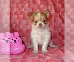 Chihuahuas - Female Chihuahua Puppy for Sale - Photo #12
