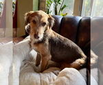 Small #3 Mutt