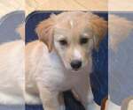 Small Photo #3 Mutt Puppy For Sale in Candler, NC, USA