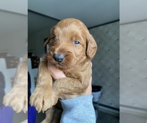 Goldendoodle (Miniature) Puppy for sale in ARCOLA, IL, USA