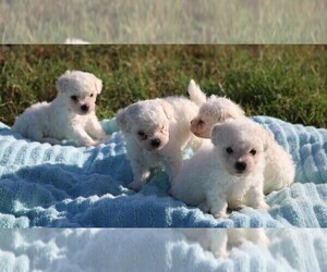 Bichon Frise Puppy for sale in BOERNE, TX, USA