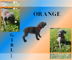Cane Corso Puppy for sale in MCDONOUGH, GA, USA
