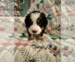 Puppy Purple Bernese Mountain Dog