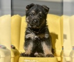 Small #2 German Shepherd Dog