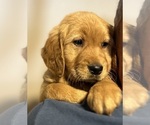 Small #4 Golden Retriever