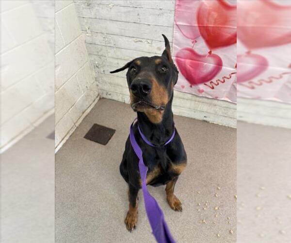 Medium Photo #1 Doberman Pinscher Puppy For Sale in San Bernardino, CA, USA