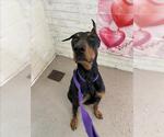 Small Doberman Pinscher