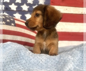 Dachshund Puppy for Sale in MULDROW, Oklahoma USA