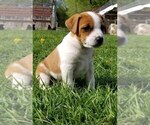 Small Photo #5 Jack Russell Terrier Puppy For Sale in WYOMING, MN, USA