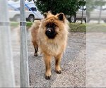 Small Chow Chow