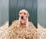 Small Photo #5 Labrador Retriever Puppy For Sale in TWIN FALLS, ID, USA