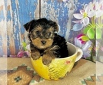 Small #3 Yorkshire Terrier