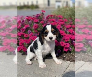 Cavalier King Charles Spaniel Puppy for sale in CANOGA, NY, USA
